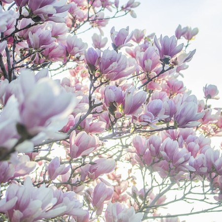 flowers-backgrounds-spring-magnolia.jpg