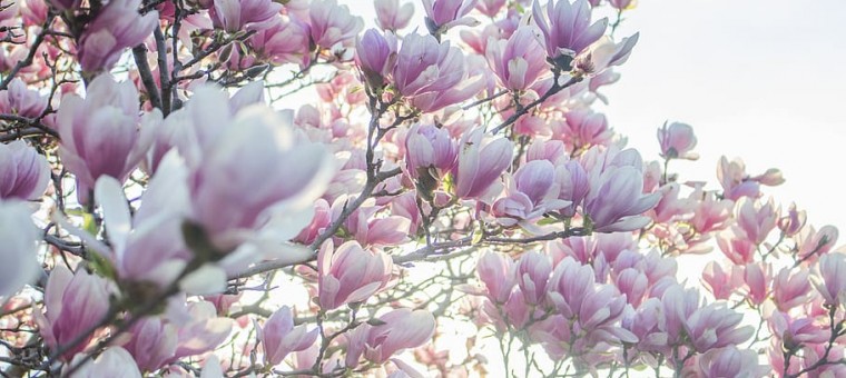flowers-backgrounds-spring-magnolia.jpg