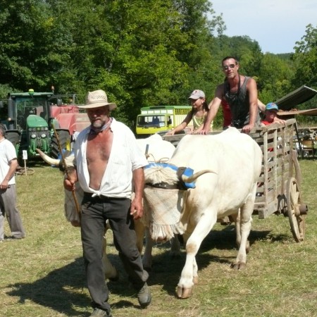 Une carriole tirée par la vaches, c'est ainsi que nos Anciens allaient au marché..jpg
