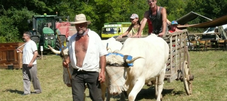 Une carriole tirée par la vaches, c'est ainsi que nos Anciens allaient au marché..jpg