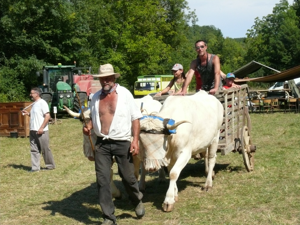 Les vaches tiraient la carriole pour se rendre au marché