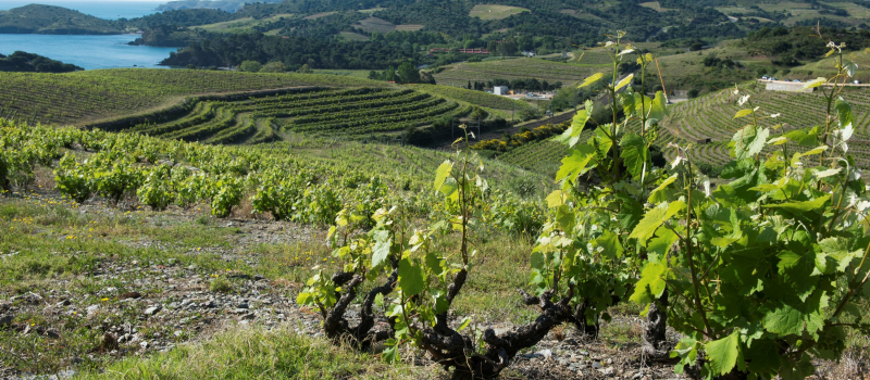 Viticulture : le plan de relance de 18 mois