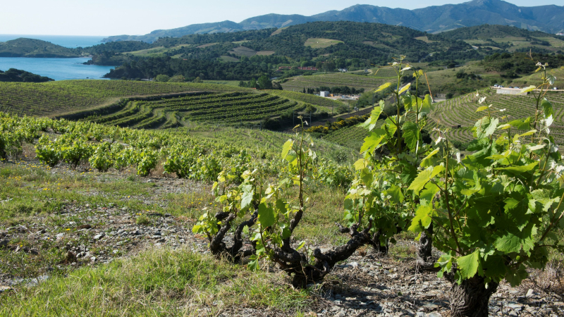Viticulture : le plan de relance de 18 mois