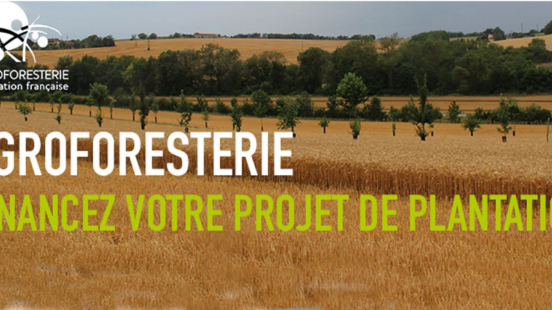 Soutien aux plantations agroforestières