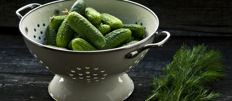 Vergers de Gascogne-Cap Bio réintroduit le cornichon en terre gersoise