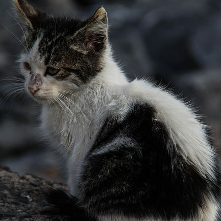 cat-kitten-stray-cat-black-and-white.jpg