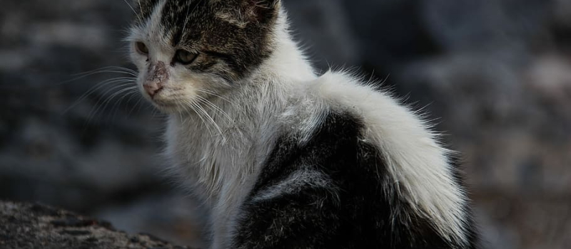 Campagne de stérilisation des chats