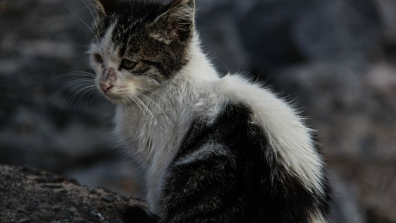 Campagne de stérilisation des chats