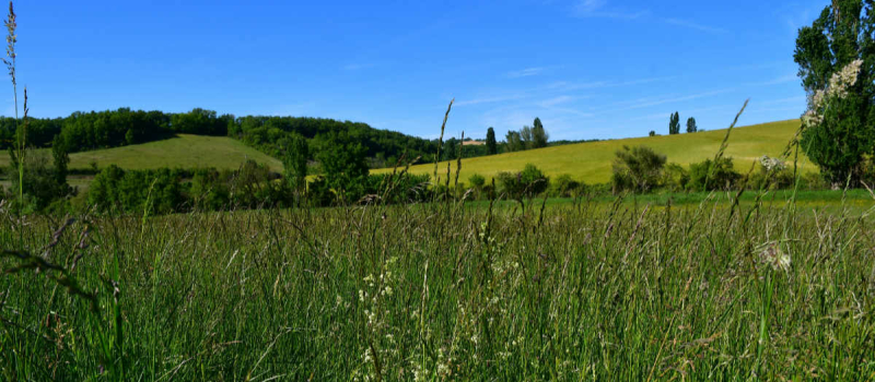 Promenez-vous, cet été, en campagne avec un vrai appareil photo