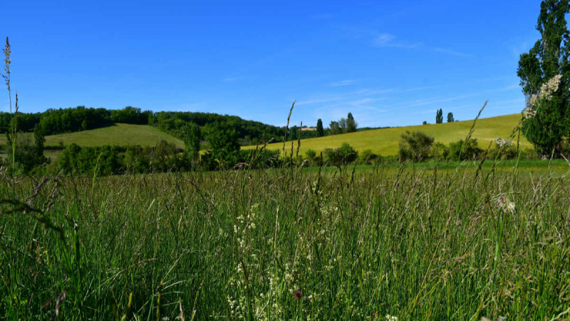 Promenez-vous, cet été, en campagne avec un vrai appareil photo