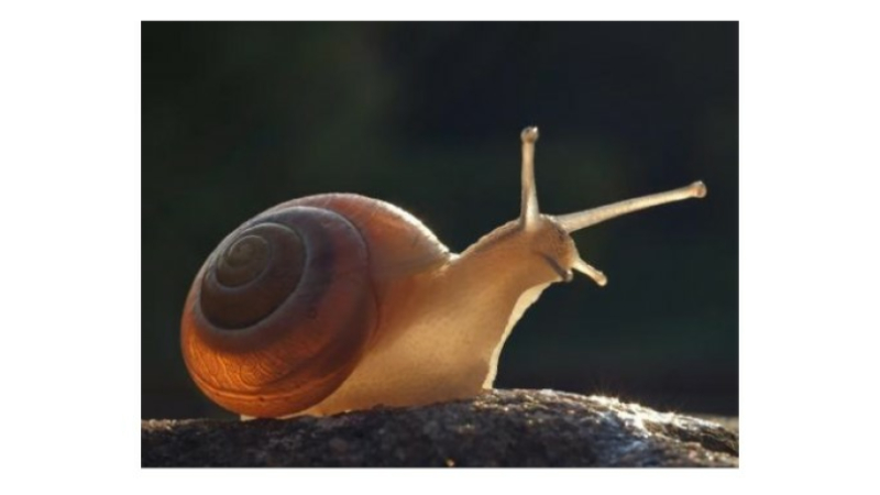 Une reconversion : de l'informatique à l'escargot !