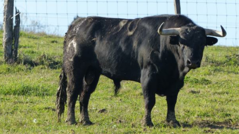 Tienta solidaire organisée par la Montera gimontoise