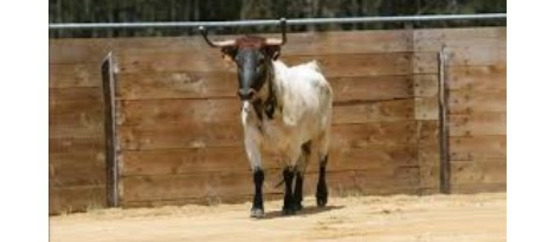 Les aficionados landais en deuil: Rosa, la terrible vache d’Intervilles,  est décédée le 14 juillet