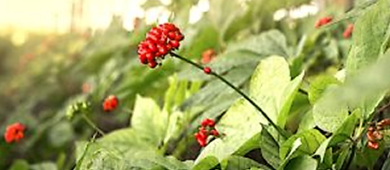 France Ginseng projette l’ouverture de deux nouvelles centrales photovoltaïques