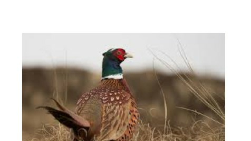 Bientôt la saison de la chasse...