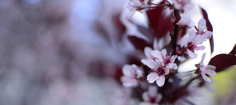 purple-and-white-flower.jpg