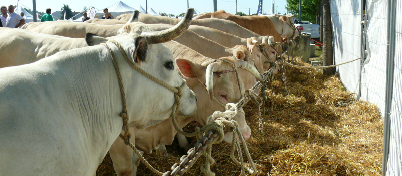 2020 : les dix ans de Gascogn'Agri fêtés à Samatan