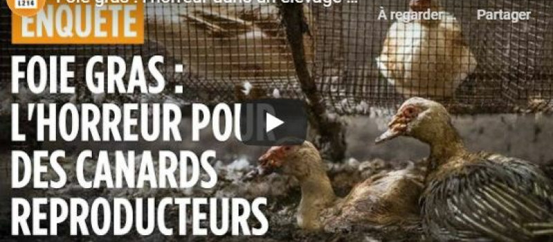 L214 publie une nouvelle fois une vidéo choc sur YouTube 