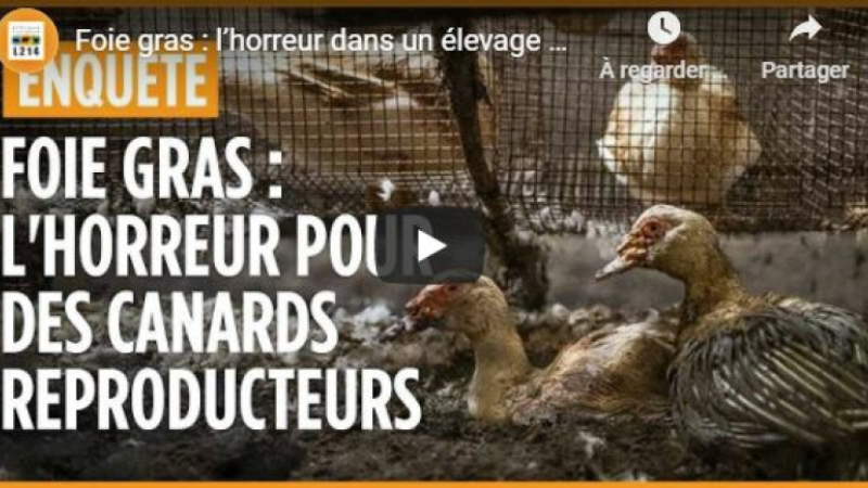 L214 publie une nouvelle fois une vidéo choc sur YouTube 