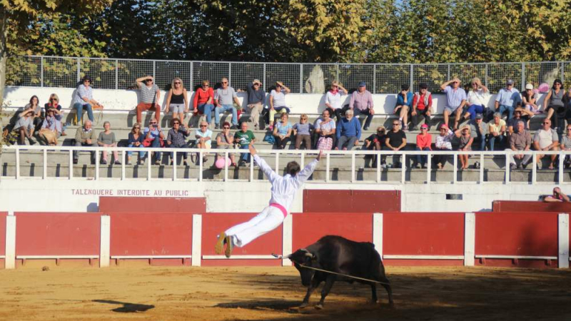 Course landaise festival