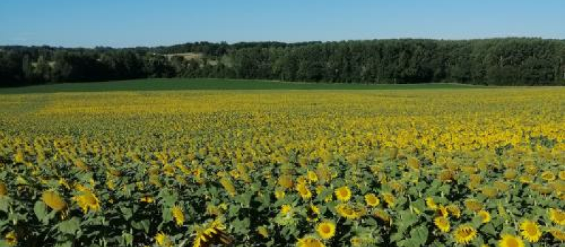 La balade de la semaine: randonnée à Courrensan