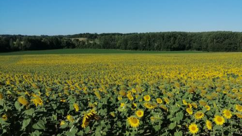 La balade de la semaine: randonnée à Courrensan