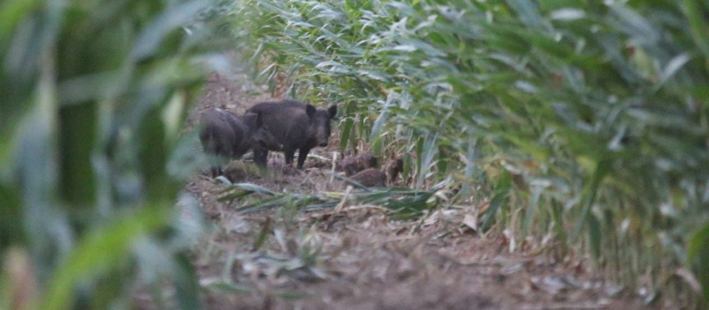 La Société de chasse informe