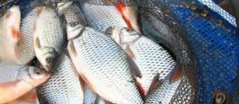 Pêche: toujours autant de passion
