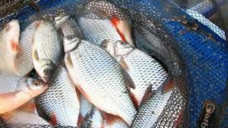 Pêche: toujours autant de passion