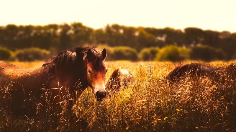 Chevaux mutilés: le Gers bientôt touché?