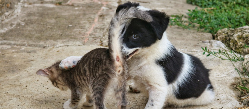 Palmarès 2020 des noms d’animaux de compagnie