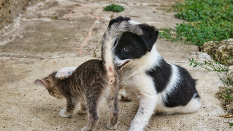 Palmarès 2020 des noms d’animaux de compagnie