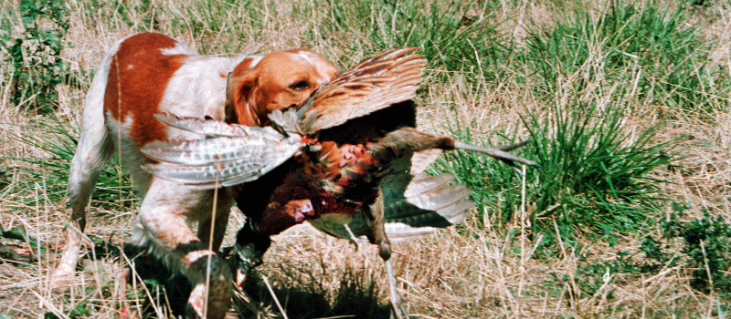 Chasse: ouverture dimanche… mais manif avant!