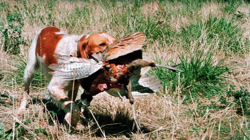 Chasse: ouverture dimanche… mais manif avant!