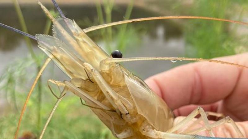 Par ici les gambas !