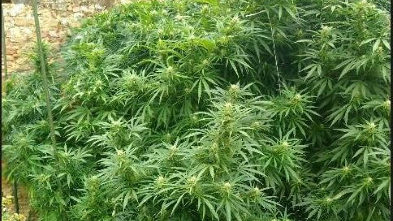 Saisies de cultures de cannabis