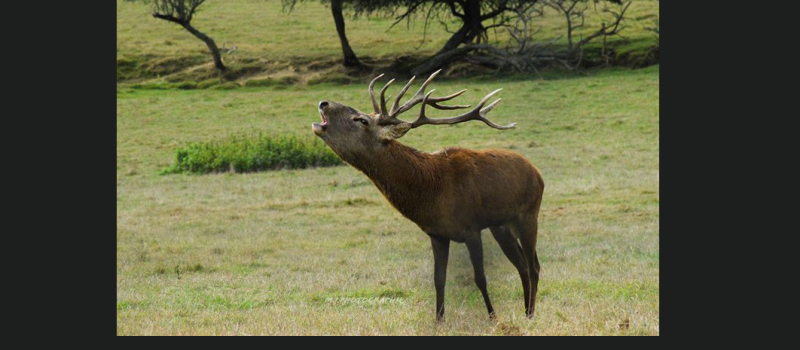 Le brame du cerf à la Ferme aux cerfs du Houga  