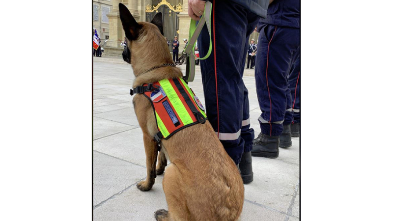 Ossia, la première chienne pompier du Gers en opération dans les alpes maritimes 
