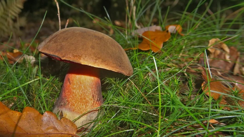 Les cèpes arrivent