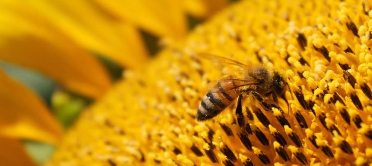 sunflower-flower-honeybee-bee.jpg