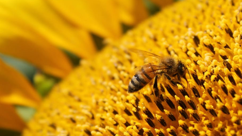 Plantez des arbres pour aider les abeilles