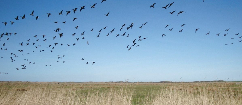 Évolution de l’Influenza aviaire hautement pathogène :