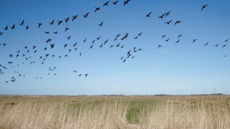 Évolution de l’Influenza aviaire hautement pathogène :