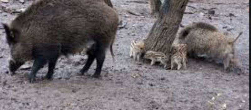 La fédération de chasse monte aux créneaux 