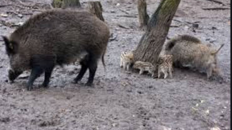 La fédération de chasse monte aux créneaux 