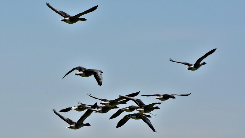 Grippe aviaire : le Gers placé en risque "élevé"