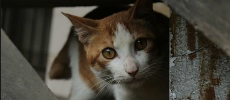 Campagne de stérilisation des chats errants dits «chats libres»