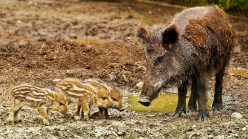 Covid19 : régulation de la faune sauvage