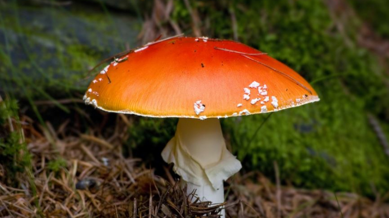 Trois personnes intoxiquées par des champignons, elles ont été hospitalisées