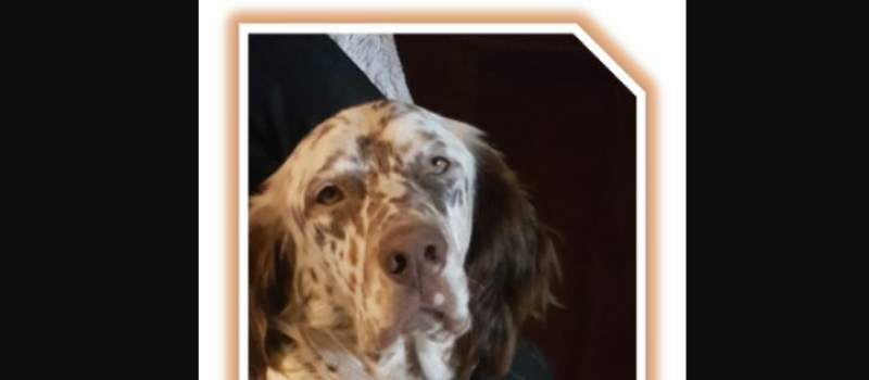 Chien volé...